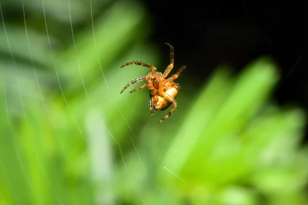 여성 거미줄 스파이더 — 스톡 사진