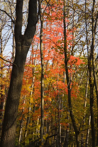 Farben des Herbstes. — Stockfoto