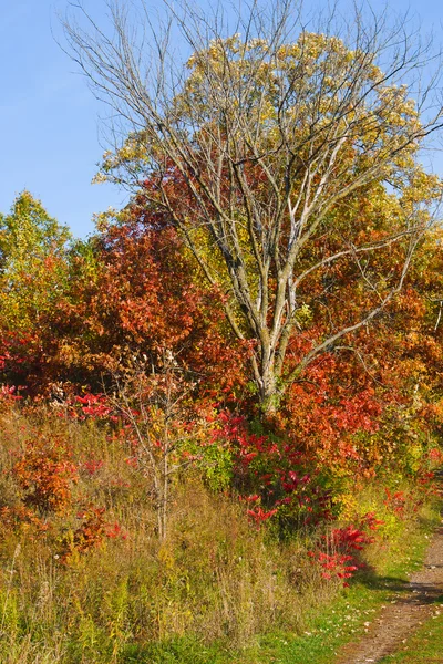Kolory jesieni. — Zdjęcie stockowe