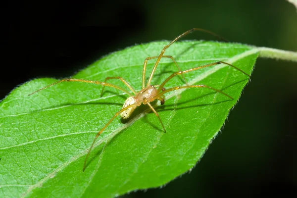 Ragno femmina di ragnatela — Foto Stock