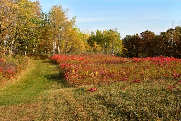Осенние цвета на лугу — стоковое фото
