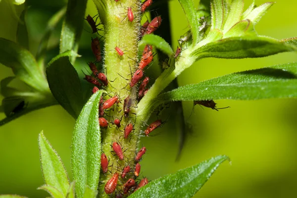 Aphids on a Stem — Stock Photo, Image