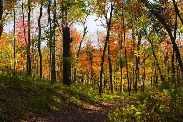 Ścieżka w lesie jesienią. — Zdjęcie stockowe