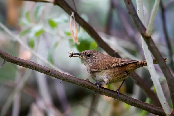 Stock image House Wren (Troglodytes aedon)