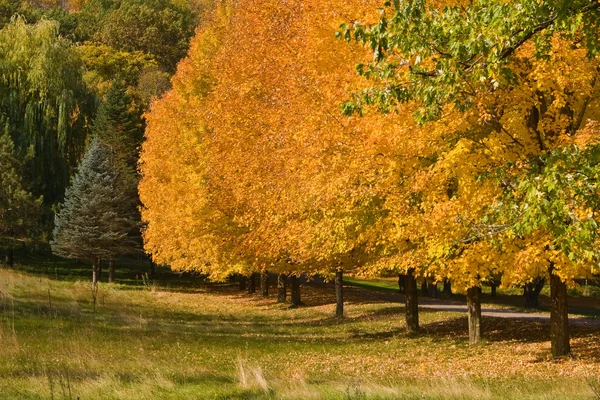 Złota jesień kolory drzewa — Zdjęcie stockowe