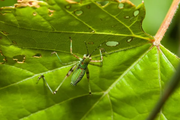 Grillo de Bush (Tettigoniidae ) —  Fotos de Stock