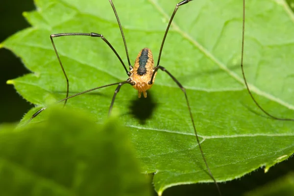 Harvestman pająk — Zdjęcie stockowe