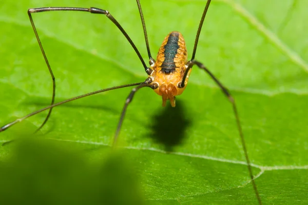 Aranha-homem-colheita — Fotografia de Stock