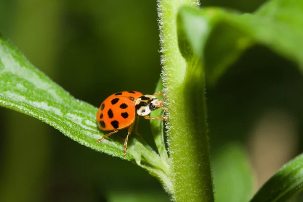 Asian Ladybug Beetle (Harmonia axyridis) — Stock Photo, Image