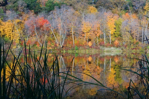 Reflektioner av hösten — Stockfoto