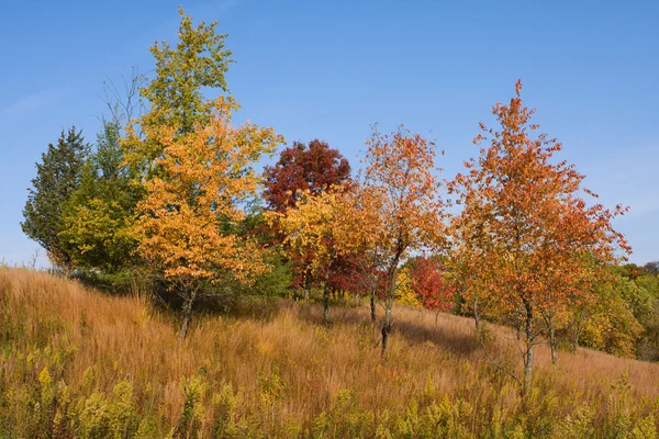 Kleurrijke rollende bomen — Stockfoto