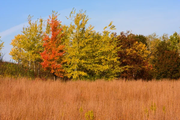 Красивые деревья осенью — стоковое фото