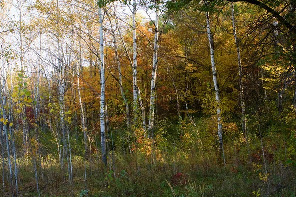 Δάσος χρώματα το φθινόπωρο — Φωτογραφία Αρχείου