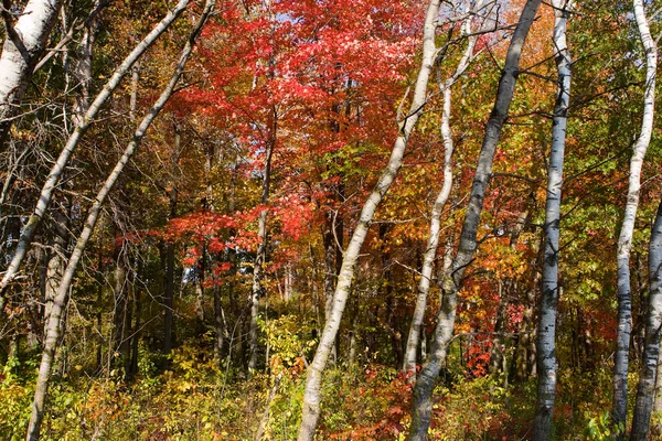 Waldfarben im Herbst — Stockfoto