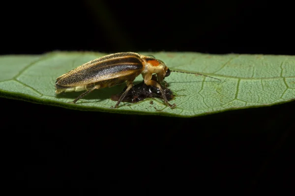 Firefly em uma folha — Fotografia de Stock