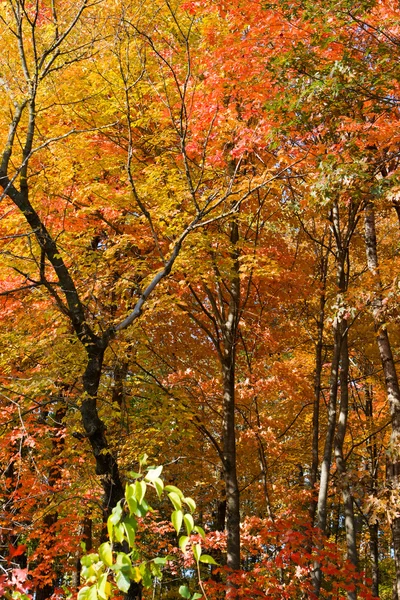 Цвета лесной осени . — стоковое фото
