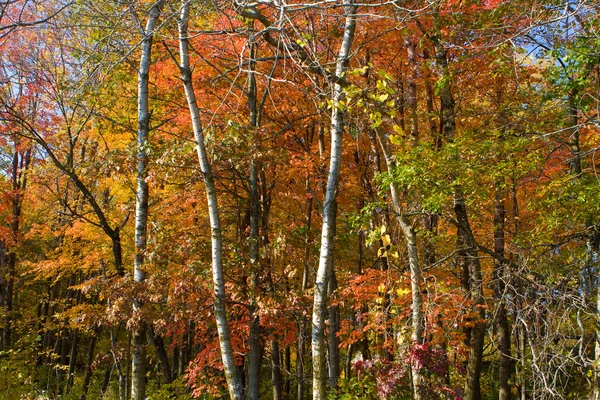 Kolorowy las — Zdjęcie stockowe