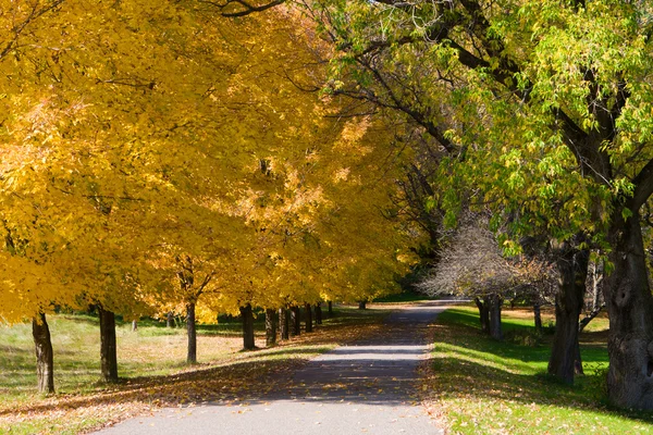Goldene Herbstbaumfarben — Stockfoto