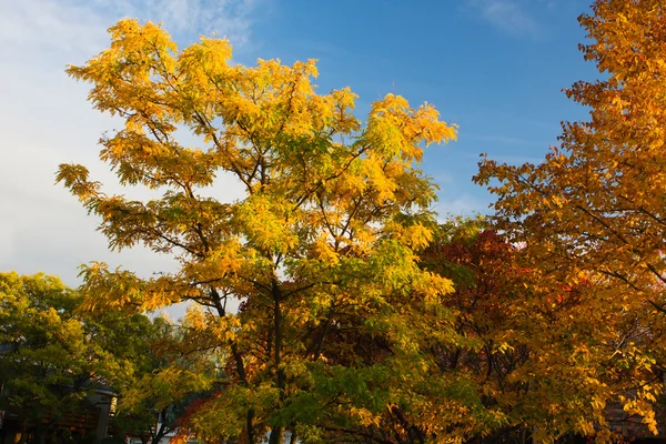 Autumn Tree Background — Stock Photo, Image