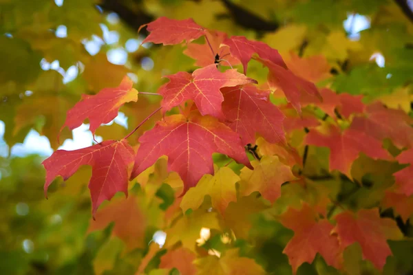 Autumn Tree Branch — Stock Photo, Image