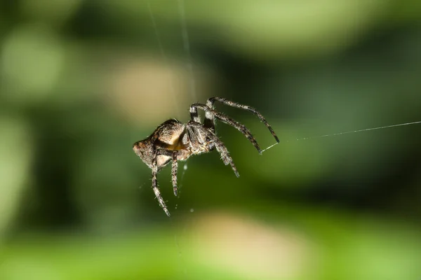 大理石的蜘蛛蜘蛛 (大腹真姬菇) — 图库照片
