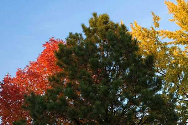 Sonbahar ağacı arkaplanı — Stok fotoğraf