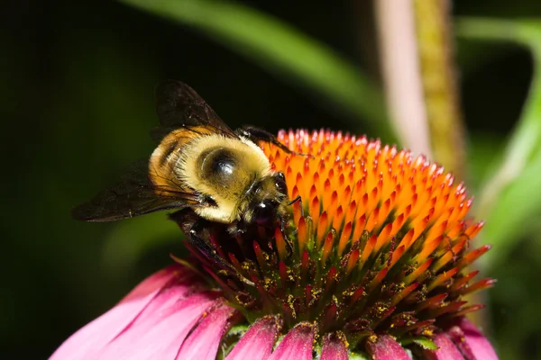 Golden Northern Bumblebee — Stock Photo, Image