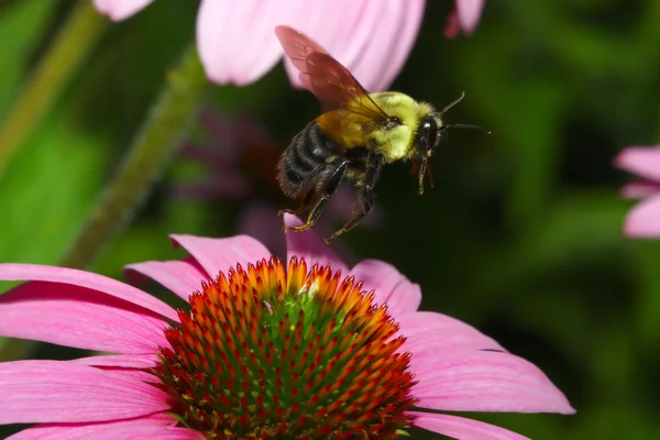Golden Northern Bumblebee en vuelo — Foto de Stock