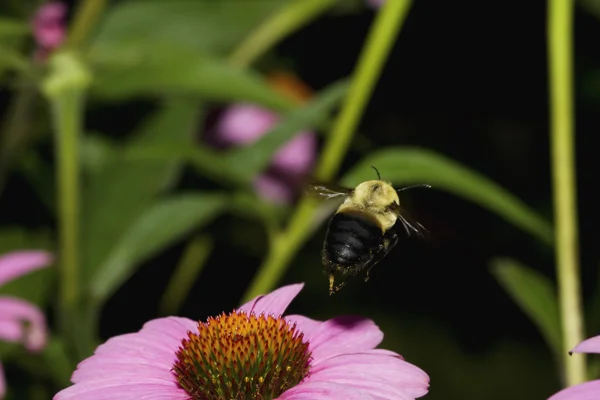 Golden Northern Bumblebee in volo — Foto Stock