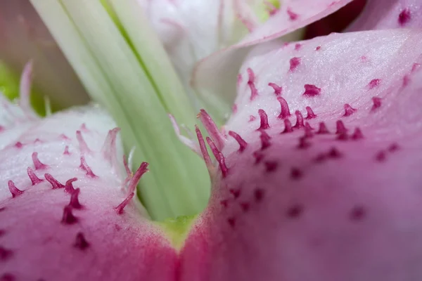 Absztrakt lily pedál — Stock Fotó