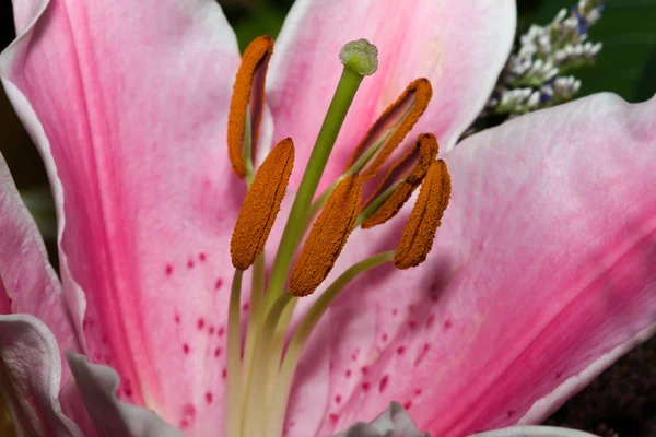 Obrázek romantické růžové lilie — Stock fotografie