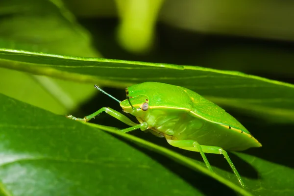 Insecto apestoso verde o insecto escudo (Nezara viridula ). — Foto de Stock