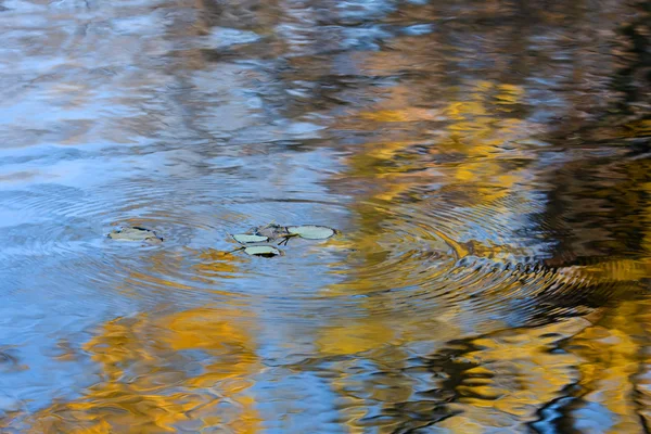 Feuilles d'automne tombant dans l'eau — Photo