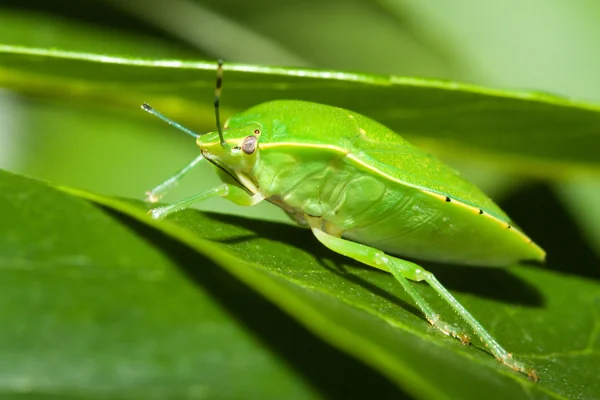 Bug escudo verde (Acrosternum sp .) — Fotografia de Stock