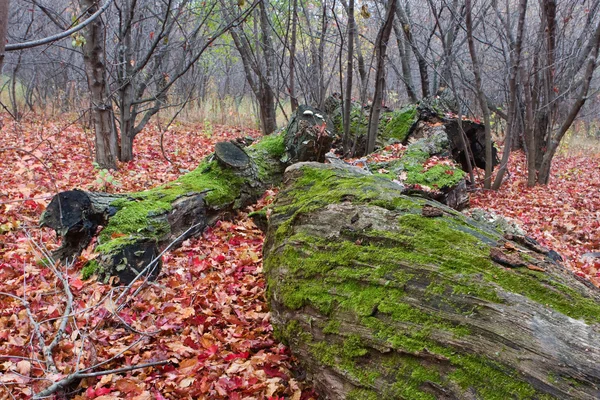 Moss en árboles caídos — Foto de Stock