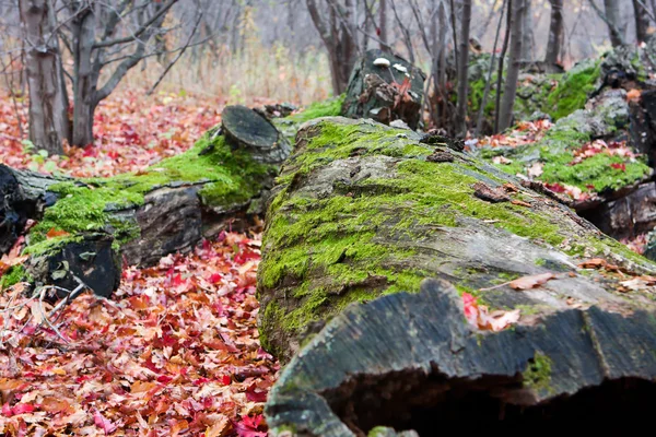 Mohos fatörzs és őszi színek — Stock Fotó