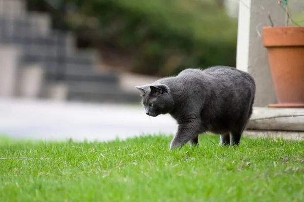 Gray Cat — Stock Photo, Image