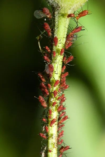 在茎上的蚜虫 — 图库照片