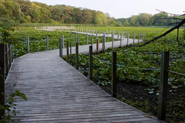 Boardwalk over a Swamp — Stock Photo, Image