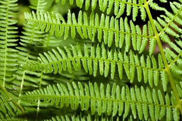 Fern branches — Stock Photo, Image