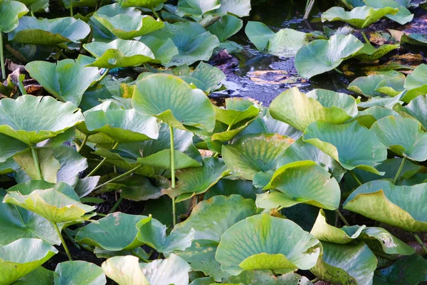 stock image Lilly pad leafs background