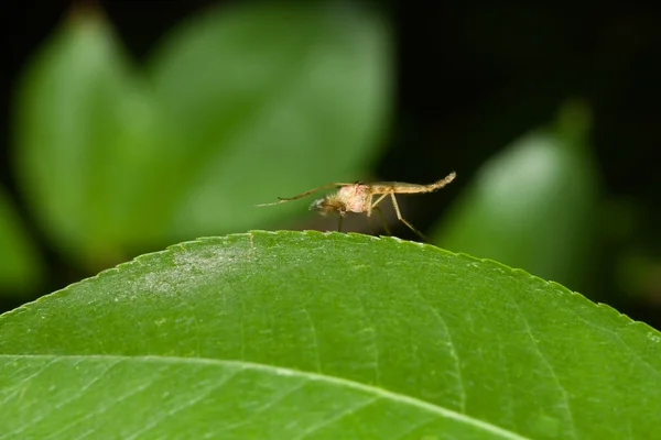 Mosquito macho en una hoja verde . — Foto de Stock