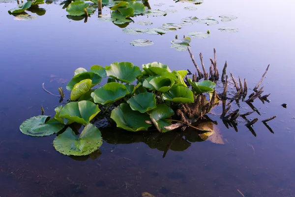 stock image Lilly pad leafs background.