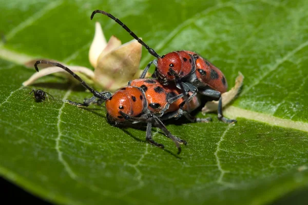 Red Milkweed Escarabajos apareamiento — Foto de Stock