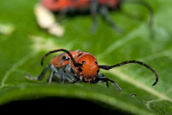 Escarabajo de la maleza roja — Foto de Stock