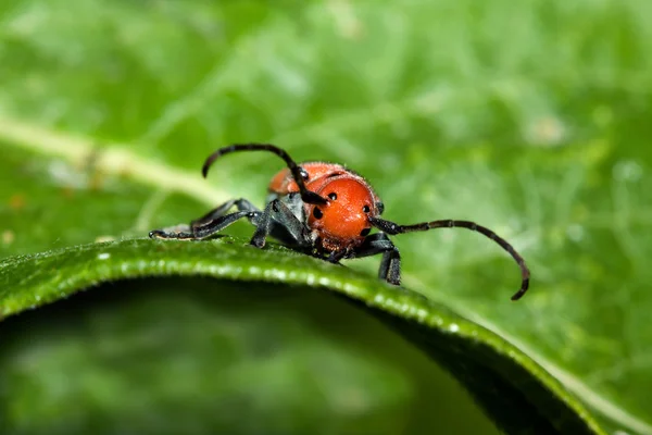 Red Milkweed Beetle — Stock Photo, Image