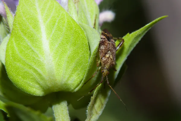 Щит жука (Hemiptera, подпорядок Heteroptera ). — стоковое фото