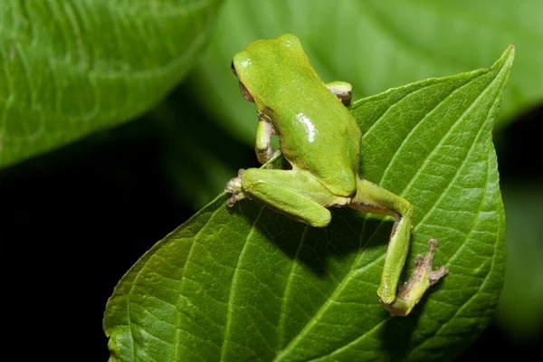 Cope's Gray Tree frog — Stock Photo, Image