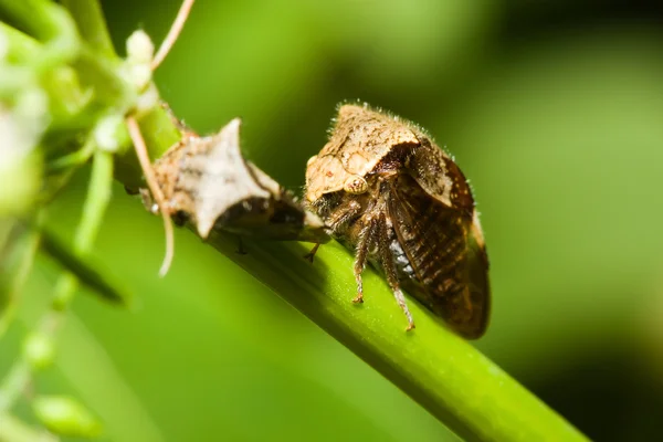Un paio di insetti scudo . — Foto Stock