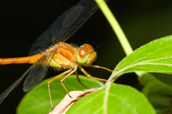 Typowe dragonfly przepasany — Zdjęcie stockowe